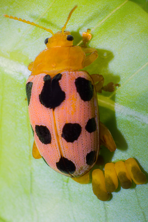 close-up insect in natural, the animal wildlife insect
