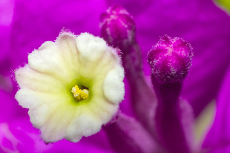 Macro flower head in natural, bueatiful flower close-upの写真素材