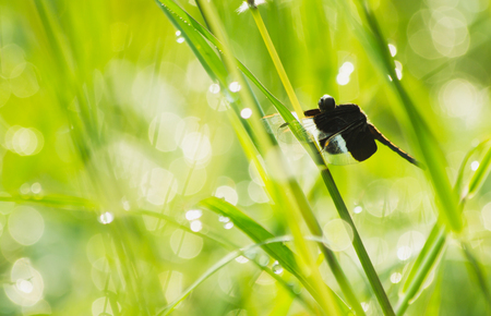 close-up dragonfly on grass leaf, macro dragonfly on green grass, macro of insectの写真素材