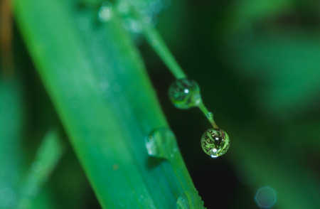 the water drop on grass leaf, the rain drop pattern, water dropの写真素材