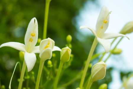 macro flower, the grass flower in macro view, wildflower close-up, wildflowerの写真素材