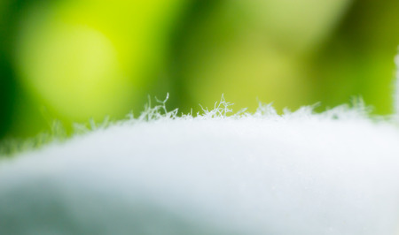 macro flower, the grass flower in macro view, wildflower close-up, wildflowerの写真素材