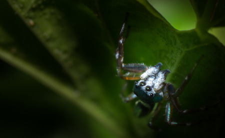 macro spider on leaf, macro insect, animal in wildlife, spider in wildの写真素材