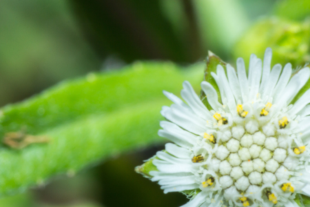 macro flower, the grass flower in macro view, wildflower close-up, wildflower