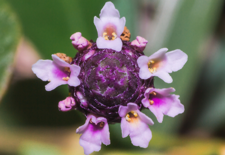 macro flower, the grass flower in macro view, wildflower close-up, wildflowerの写真素材