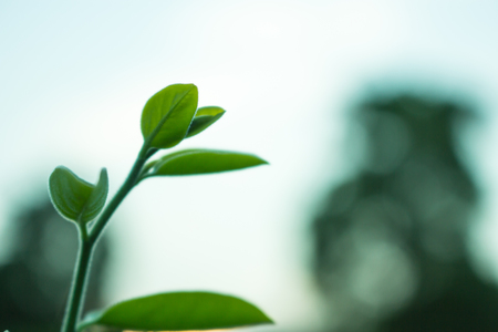 the leaf close-up, the tree growing, tree leaf close-up, nature backgroundの写真素材