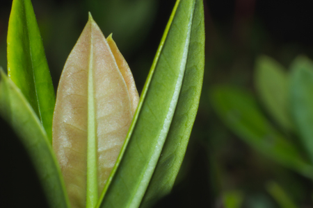 the leaf close-up, the tree growing, tree leaf close-up, nature backgroundの写真素材