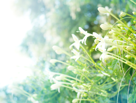 The white flower in nature background. close-up of tree white flowerの写真素材