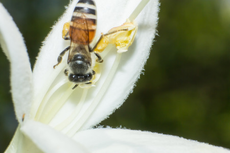 the Macro of bee working on white flower, the macro of insect, animal wildlife