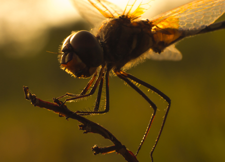 Dragonfly on grass, close-up of insect in nature, the animal wildlife