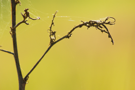 spider web on tree twig, the brown tree in nature abstract backgroundの写真素材