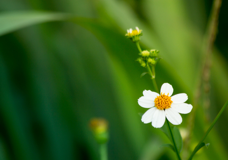 The grass flower in meadow, grass flower close-up white sunlight. the nature abstract backgroundの写真素材