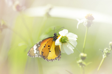 Butterfly on grass flower close-up, the animal in nature, macro of insect