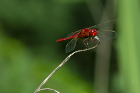 Red dragonfly on dry grass, close-up of insect in nature, macro insectの写真素材