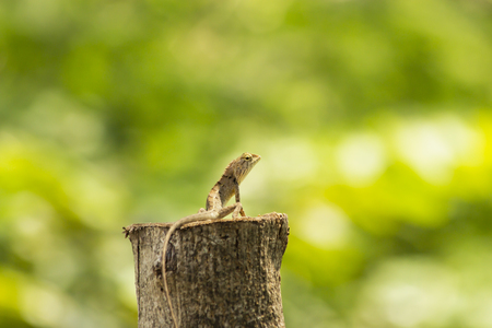 The chameleon close-up on tree, animal in nature close-up, animal in wildlifeの写真素材