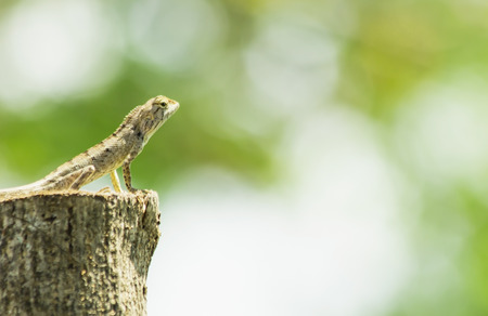 The chameleon close-up on tree, animal in nature close-up, animal in wildlifeの写真素材