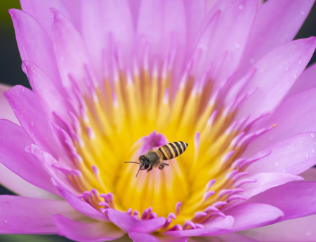 Bee on flower close-up, the animal in nature, macro of insectの写真素材