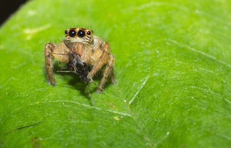spider,macro of insect in wild, animal in nature, close-up animal in wild