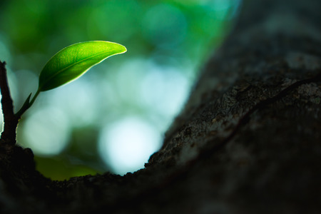 Tree leaf close-up, the leaf in nature background, natural bokeh background