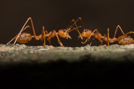 macro ant in nature, close-up of insect in the nature, macro insectの写真素材