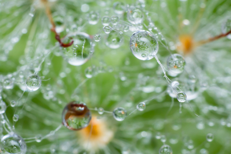 the water drop on cactus, the water drop pattern in nature backgroundの写真素材