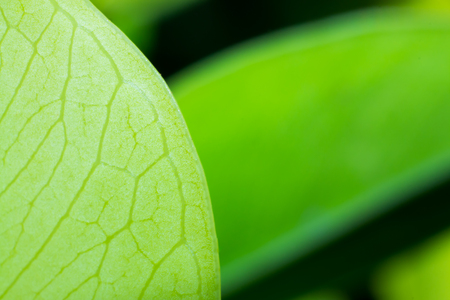 the nature background abstract, blur nature background, green leaf in nature backgroundの写真素材