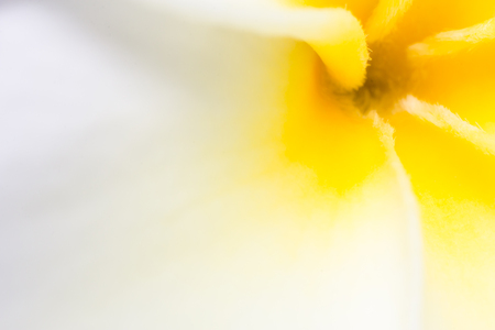 Frangipani texture in macro view, Plumeria white and yellow, macro flower boomingの写真素材