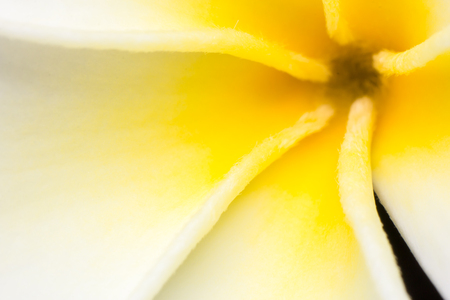 Frangipani texture in macro view, Plumeria white and yellow, macro flower boomingの写真素材