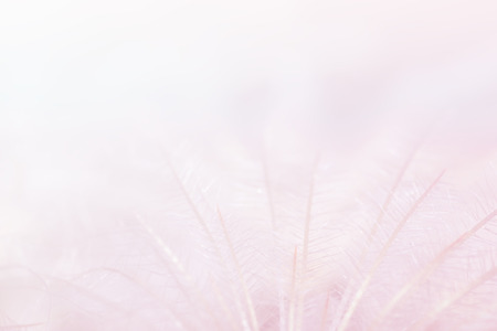 plant and blur abstract background, the soft light and plant abstract backgroundの写真素材