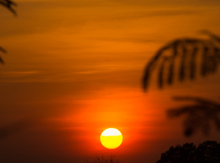 the tree leaf with sunset, leaf in front of the sunの写真素材