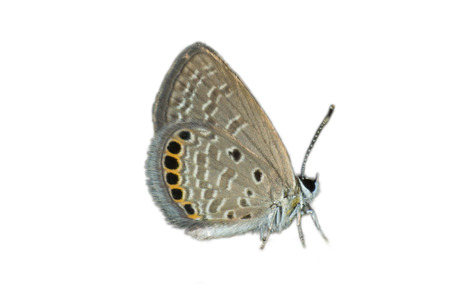 butterfly in nature and blur nature abstract background, the abstract blur backgroundの写真素材