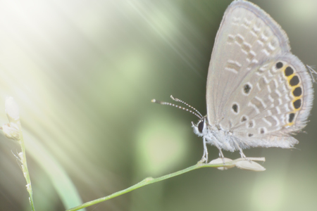 butterfly in nature and blur nature abstract background, the abstract blur backgroundの写真素材