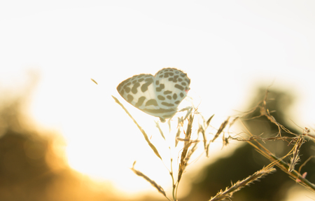 butterfly in nature and blur nature abstract background, the abstract blur backgroundの写真素材