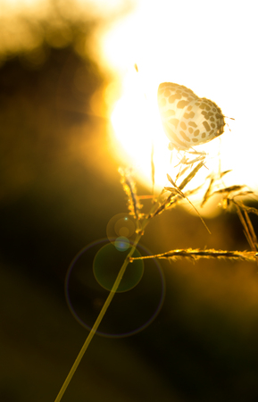 butterfly in nature and blur nature abstract background, the abstract blur backgroundの写真素材