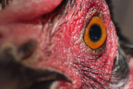 the chicken eye in macro view in farm, the animal in farmの写真素材