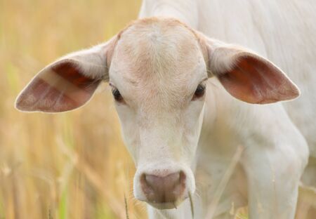 a baby cow in farm, asia cow close-up, animal in farmの写真素材