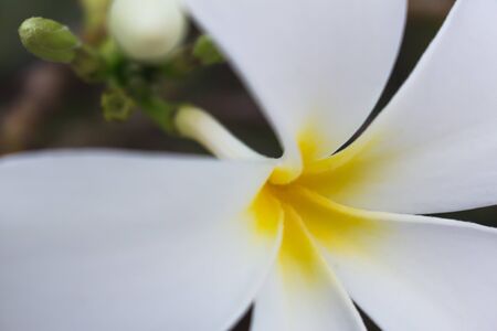 the frangipani in macro view, the macro flowers leaf,plumeria flowersの写真素材