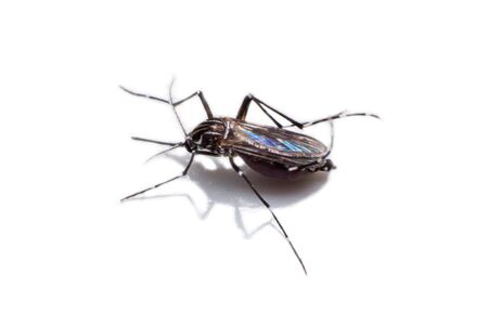 mosquito isolated in white background, the insect in macro view, mosquitoes and blood