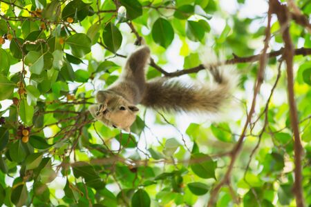 squirrel on tree, the squirrel in nature, animal in wild life