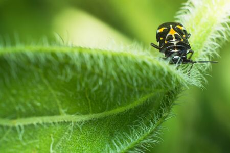 Ladybug on plants leaf, macro of ladybug in nature, insect in wild