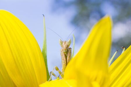 The hunter grasshopper on sunflower, macro of grasshopper on flower and the skyの写真素材