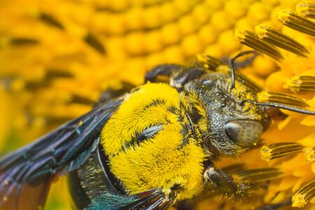 the bee working on sunflower, the insect in natureの写真素材
