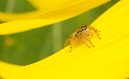 The spider in macro view, the spider in nature backgroundの写真素材