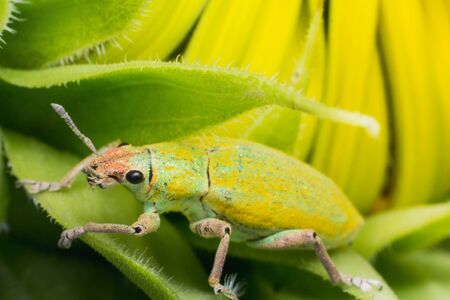 beetle on sunflowerの写真素材