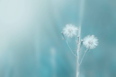 nature background, the leaf pattern in nature abstract background, leaf close-upの写真素材