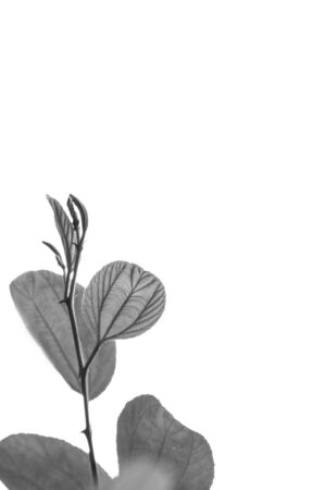 nature background, the leaf pattern in nature abstract background, leaf close-upの写真素材