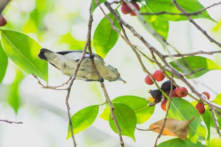the litle bird eating in nature, the animal in wildの写真素材