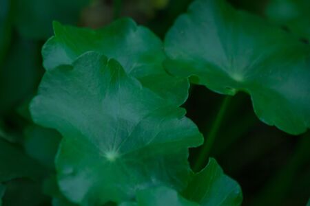 the plant leaf pattern close-up in nature, the leaf in nature abstract background