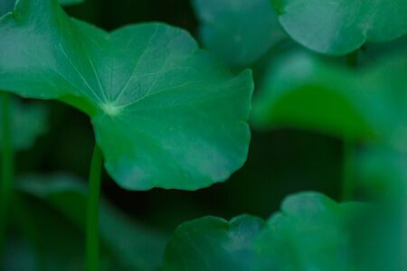 the plant leaf pattern close-up in nature, the leaf in nature abstract backgroundの写真素材