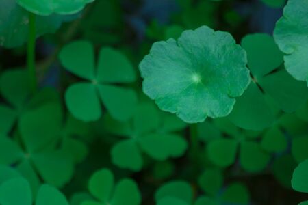 the plant leaf pattern close-up in nature, the leaf in nature abstract backgroundの写真素材